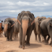 Les éléphants d'Inde : majesté et culture en péril en 2026