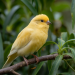 Adoptez un canari en 2026 : guide complet pour bien s'en occuper